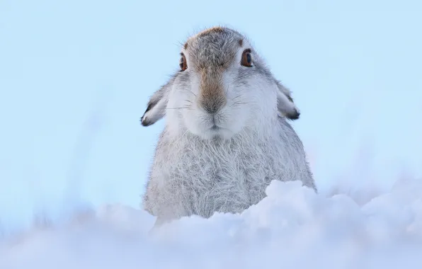 Picture look, snow, hare, face