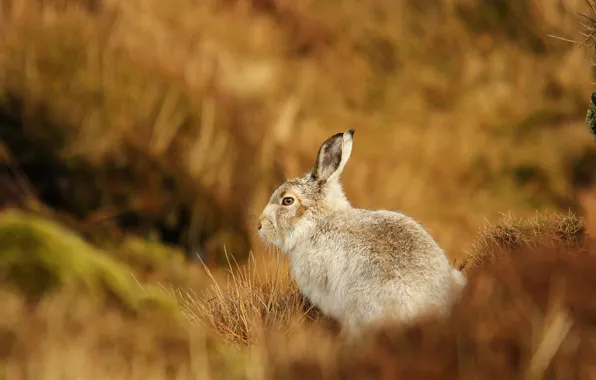 Picture grass, hare, blur