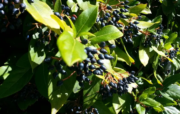 Greens, leaves, berries, plant, Bush, Cyprus, Cyprus, Monastery Of The Holy Virgin Of Kykkos