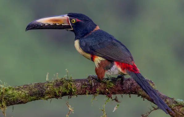 Picture Collared Aracari, aracari, Aracari bird standing on tree branch