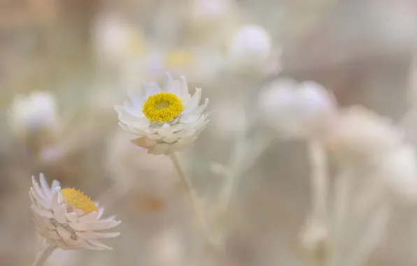 Macro, flowers, nature