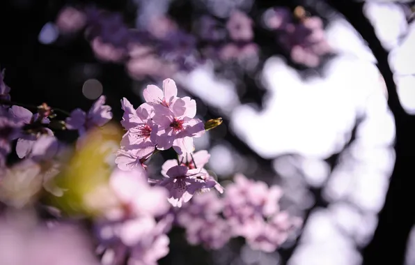 Leaves, trees, flowers, nature, background, branch, Wallpaper, spring