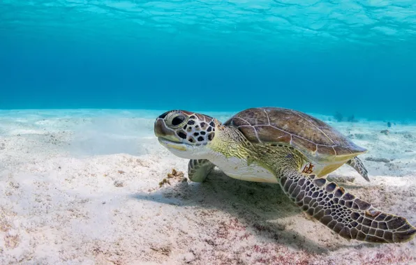 Sea, water, background, turtle, underwater world, sea turtle, at the bottom