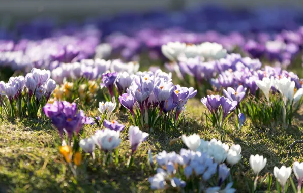 Picture crocuses, flowering, spring, glade, weed, flowers