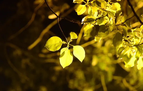 Leaves, macro, trees, yellow, background, tree, widescreen, Wallpaper