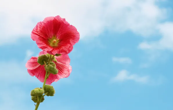 The sky, flowers, nature, mallow