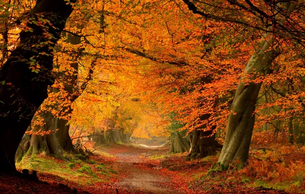 Picture road, autumn, forest, leaves, trees, nature, Park, colors