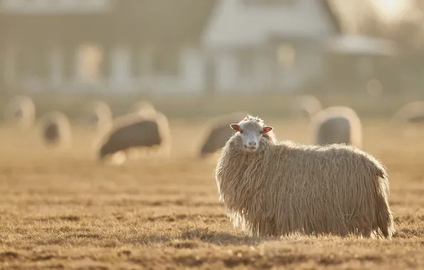 Field, look, light, fog, house, glade, sheep, morning
