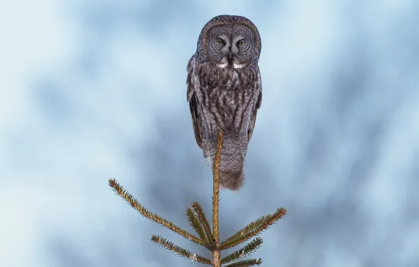 Branches, owl, bird, spruce, herringbone, needles, blue background, bokeh