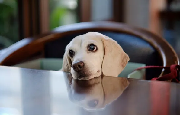 Reflection, dog, face, doggie