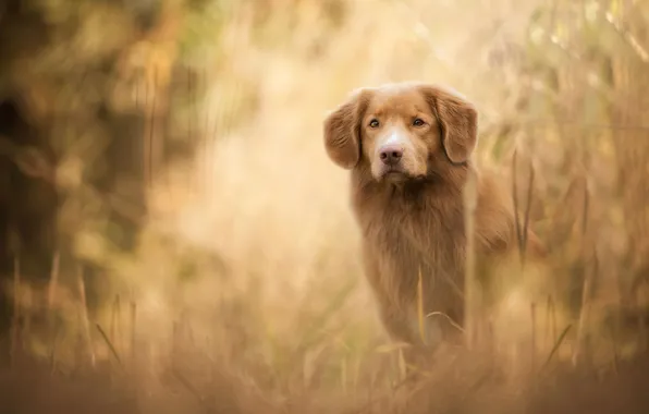 Picture autumn, grass, look, face, nature, dog, red, puppy