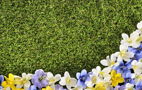 Flowers, lawn, spring, grass, weed, flowers, spring, lawn