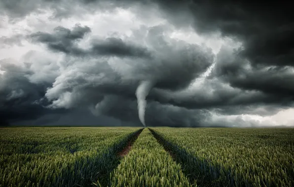 The storm, wheat, field, the sky, clouds, storm, the way, the wind