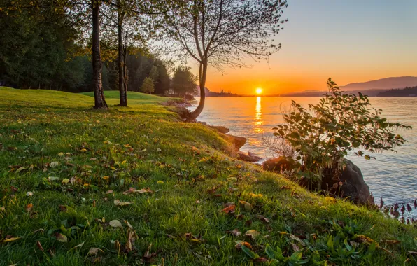 Picture forest, nature, river, the evening