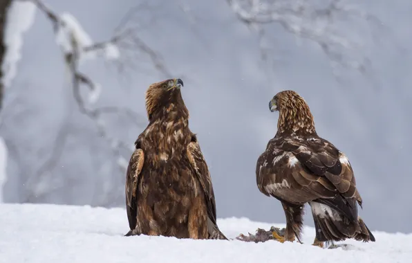 Picture winter, snow, birds, predators, the eagles, mining