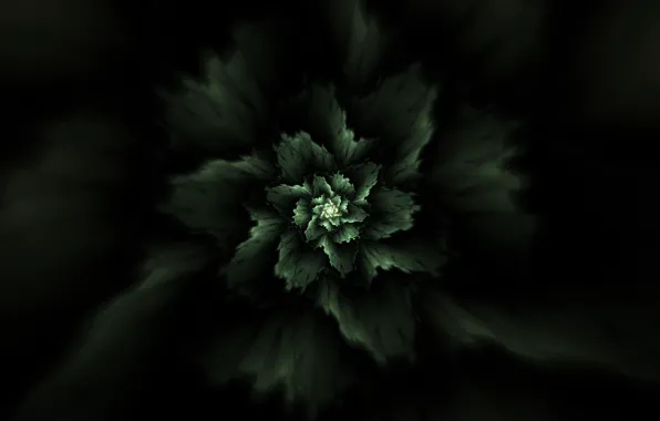 Picture abstraction, plant, fractal, abstraction, plant, fractal