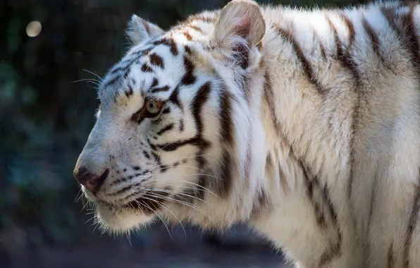 Cat, face, profile, white tiger