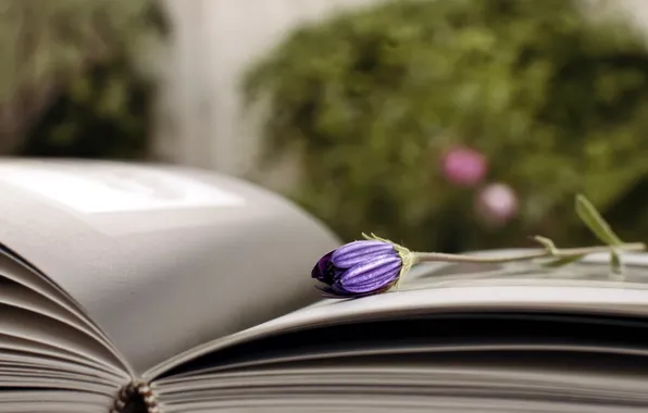 Macro, flowers, book