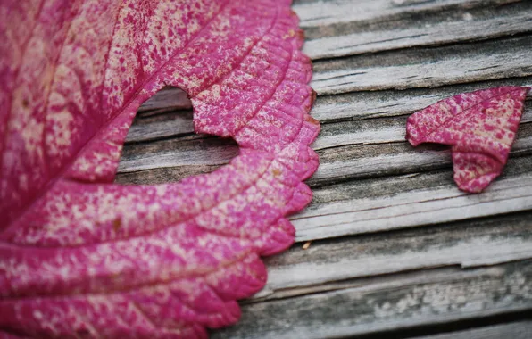 Macro, photo, background, mood, Wallpaper, heart, leaf