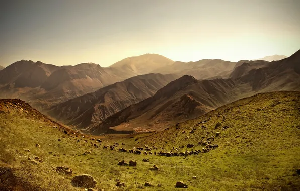 Picture field, grass, mountains, stones, caravan