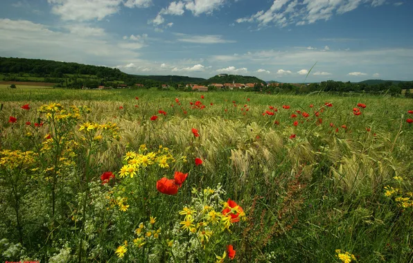 Grass, flowers, nature, Maki, meadow
