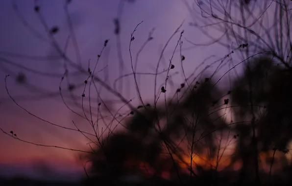 Macro, sunset, branches, silhouette, twilight