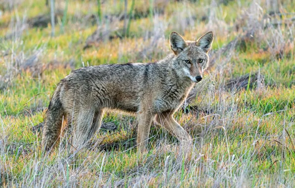 Field, grass, look, wolf, walk, coyote