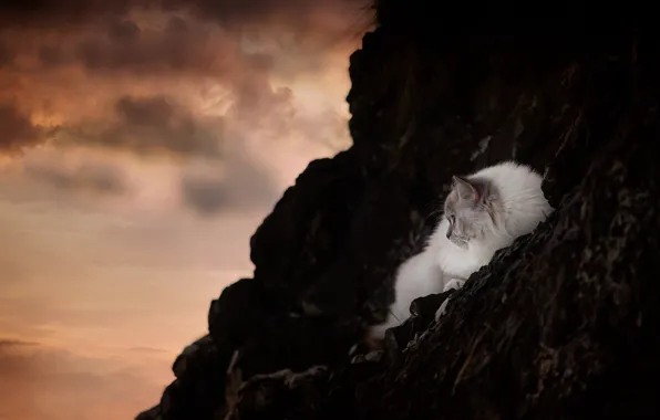 Cat, the sky, cat, clouds, sunset, nature, pose, the dark background