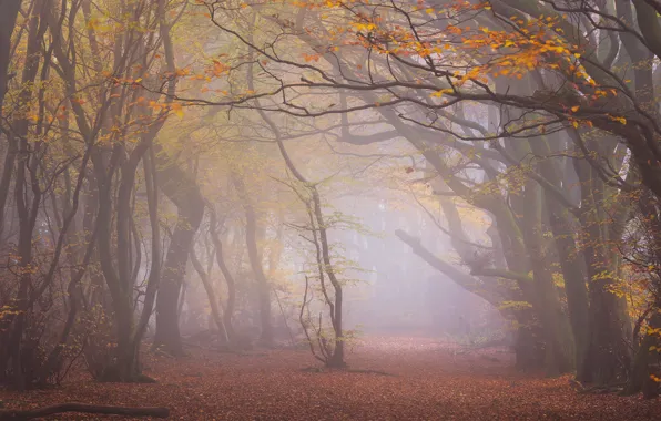 Picture autumn, forest, trees, branches, fog, Park, foliage