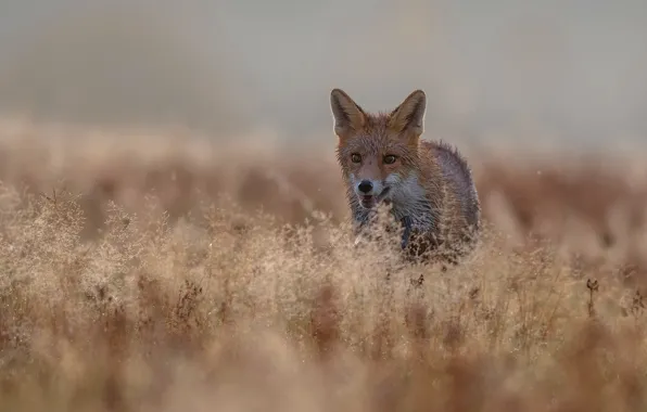 Picture field, grass, look, face, background, spikelets, mouth, Fox