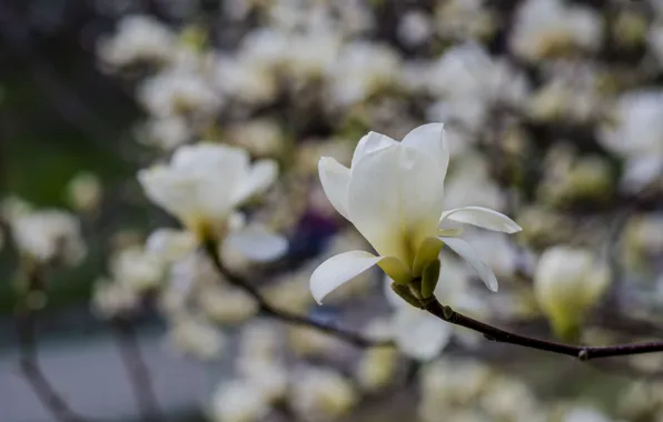 Spring, may, Sunny, Ukraine, Magnolia, The Botanical garden