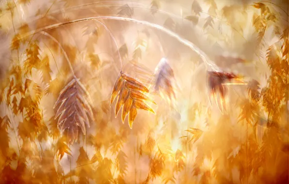 Picture macro, sprig, rosteniya, bokeh, rozmyte