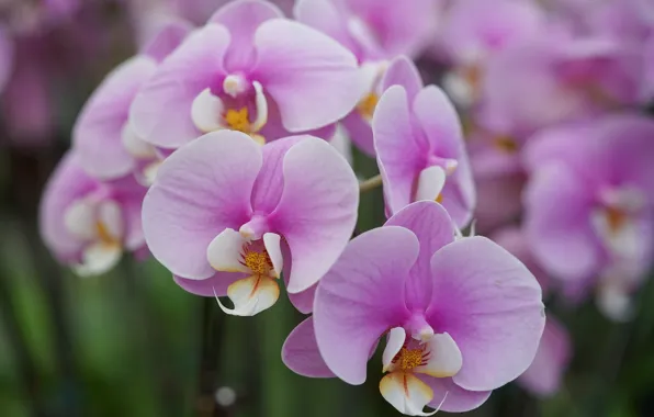 Macro, lilac, Orchid, Phalaenopsis