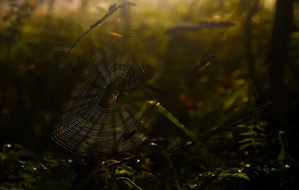 Autumn, nature, web, spider