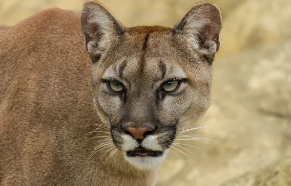 Cat, look, face, Puma, mountain lion, Cougar
