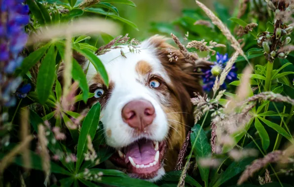 Look, face, leaves, flowers, Dog, nose
