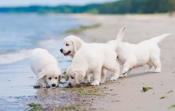 Dogs, beach, puppies, Quartet