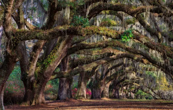 Trees, spring, South Carolina, USA, state, Charleston
