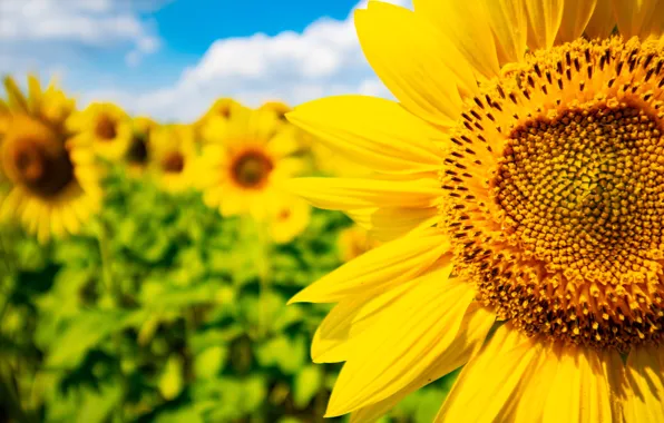 Summer, flowers, sunflower, field of sunflowers