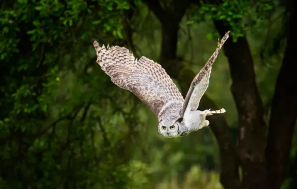 Greens, forest, look, trees, flight, branches, green, the dark background