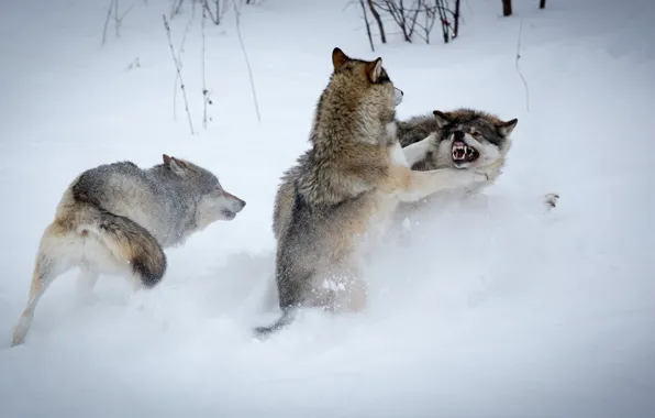 Winter, snow, fight, wolves