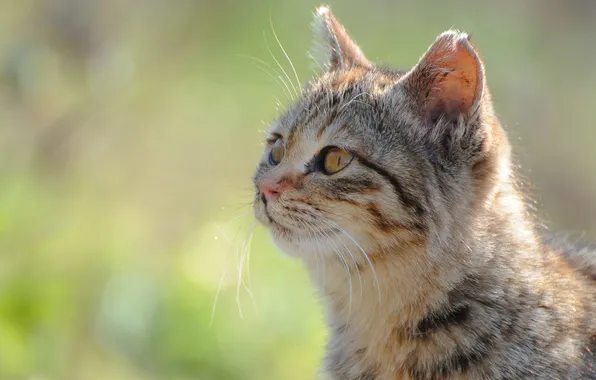 Greens, cat, cat, face, the sun, focus