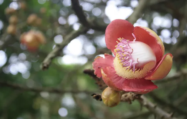 Flower, glare, pink, branch, blur, Bud