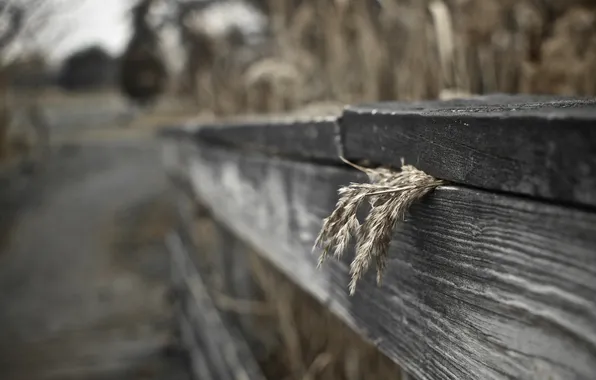 Picture macro, the fence, bokeh