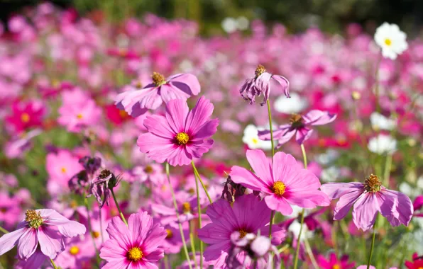 Field, summer, flowers, colorful, meadow, summer, pink, field