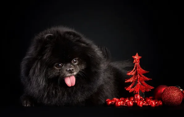 Picture dog, new year, background, balls, tree