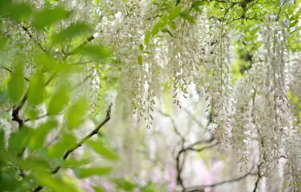 White, brush, Wisteria, Wisteria