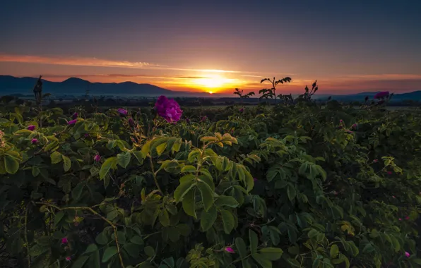 The sky, sunset, flowers, mountains, roses, briar, the bushes