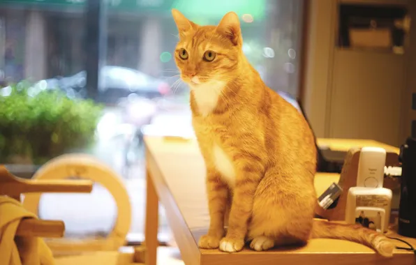 Cat, cat, look, table, technique, window, red, chair
