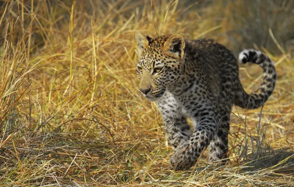 Grass, look, light, pose, leopard, cub